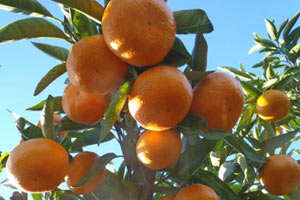  Jus de mikan 農薬・化学肥料不使用の100％みかんジュース ×2本 の説明画像